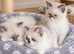 Ragdoll Cross