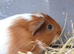 Single 3 week old guinea pig
