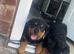 Rottweiler puppy