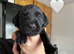 KC registered Black Lab pups