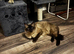 Ragdoll
