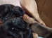 Beautiful litter off 11 staffy puppies