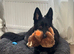 Beautiful 9mth black gsd