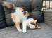 Kitten female around 6 months old