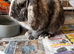 Lop male harlequin