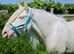 14.2 6yr old cremello cob mare