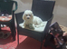 Bichon havaneze
