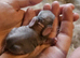 Lion head x french lop