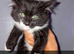 5 Maine coon kittens