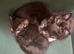 Kitten’s Gang