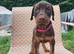 Doberman puppies just 8 days left before they can leave