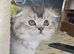 SCOTTISH FOLD X BRITISH SHORTHAIR