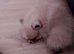 Beautiful pomeranian puppy