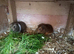 Female baby Guinea pigs