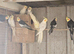 Cockatiels for sale