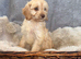 Beautiful F1 Cavapoo Puppies