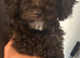 miniature poodle pups