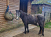 12.2HH DARTMOOR HILL GELDING