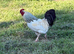 Sussex cockerel