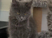 Maine coon kittens