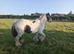Black and white cob 14hands  galiledin