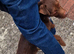 Patterdale pups (nick stevens lines)