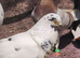 TAME Adult Pet Pigeons & Pairs [Fancy Breeds]