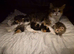 Beautiful Norwegian Forest Cat X Kittens