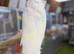 Sulphur crusted cockatoo