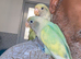 2 Beautiful Baby Love Birds for Sale