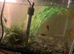 Bristlenose plecos