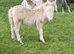 Miniature Shetland foals