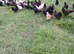Sussex, Marian, bluebell & Blackrock hens