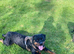 ️ Gorgeous Young Rottweiler Boom Looking for His Forever Home ️