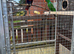 For Sale Proven Pair Of Electus Parrots