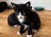 6x Adorable Kittens available 