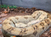 Quick Sale - Hogg Island Dwarf Boa Adult at Birmingham Reptiles