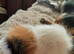 Swiss female guinea pig available