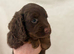 2x cockerspaniel pups