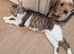 6 playful kittens ..ready now 2 left