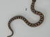 Western Hognose Babies (Various)
