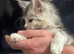 Gorgeous Maine Coon Kittens with GCCF Pedigree for Adoption