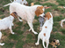 Gorgeous Pointer puppies looking for new homes