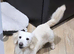 Stunning clear cream kc mini Dachshund stud boy
