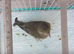 Green finch