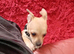 Handbag dog for new home