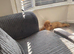 Kg reg female show cocker spaniel