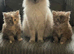 1 Beautiful male Maine coon/ragdoll kitten