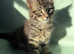 7 kittens - 1 tabby girls left