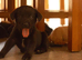 Beautiful Labrador/ spaniel pups